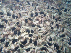 Echinometra oblonga