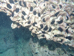 Echinometra oblonga