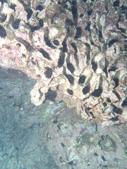Echinometra oblonga