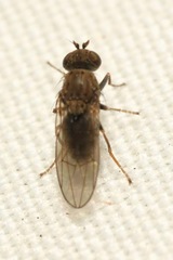 Notiphila