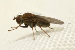 Notiphila