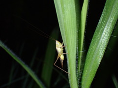 Tettigoniidae