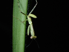Mantidae