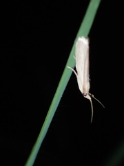 Lepidoptera