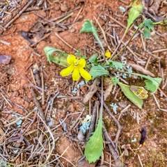 Goodenia arguta