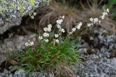 Silene graminifolia