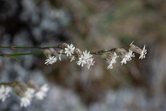 Silene graminifolia