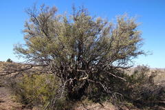 Diospyros austro-africana