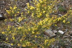 Acacia aspera aspera