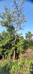 Boswellia serrata