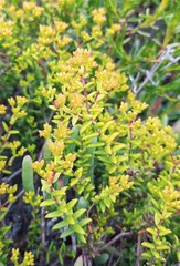 Crassula muricata