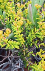 Crassula muricata