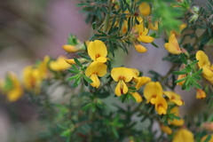 Pultenaea hispidula