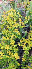 Crassula muricata