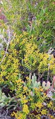 Crassula muricata