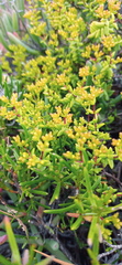 Crassula muricata