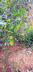 Crassula muricata