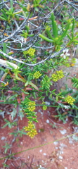 Crassula muricata