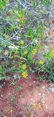 Crassula muricata