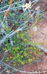 Crassula muricata