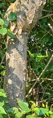 Boswellia serrata