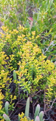 Crassula muricata