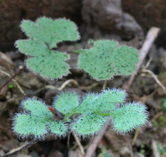 Cheilanthes nudiuscula