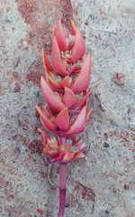 Crassula bergioides