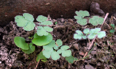 Cheilanthes nudiuscula