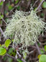 Usnea articulata