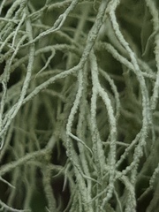 Usnea articulata