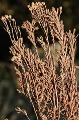 Pentzia cooperi