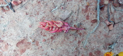 Crassula bergioides