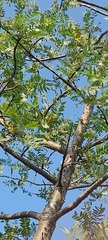 Boswellia serrata