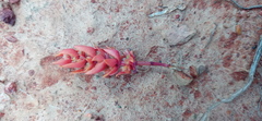 Crassula bergioides