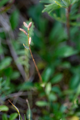 Draba subamplexicaulis