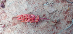 Crassula bergioides
