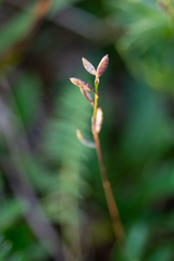 Draba subamplexicaulis