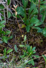 Draba subamplexicaulis