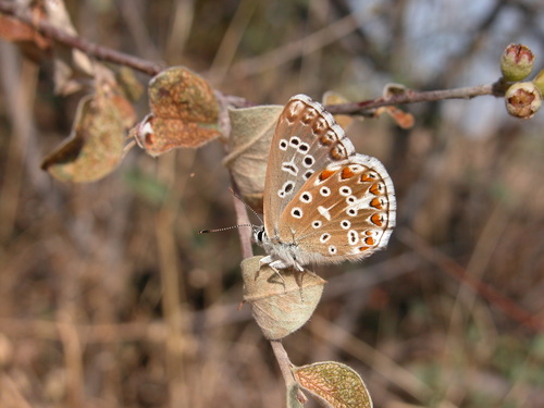 Adonis Blue, photo 2 of 9