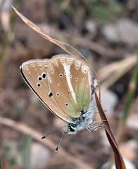 Polyommatus vanensis
