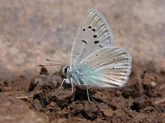 Polyommatus vanensis