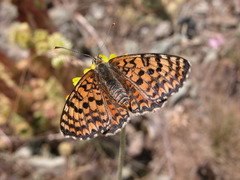 Melitaea interrupta