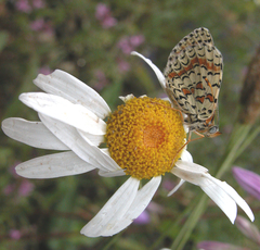 Melitaea interrupta
