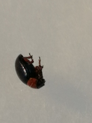 Gastrophysa polygoni