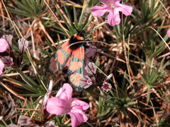 Zygaena cuvieri