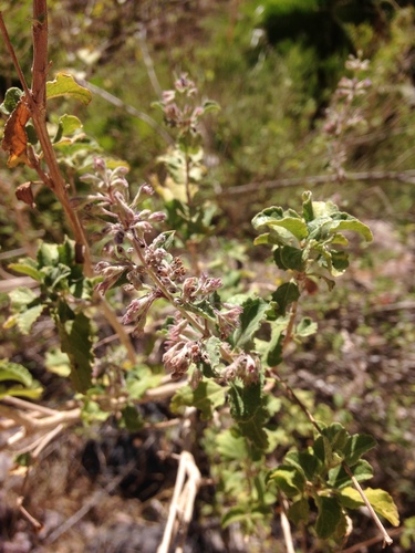 Hyptis albida