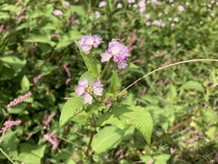 Persicaria thunbergii