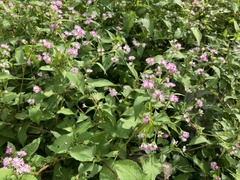 Persicaria thunbergii