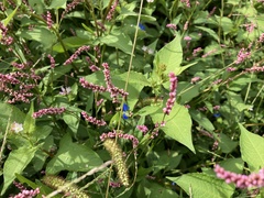 Persicaria longiseta